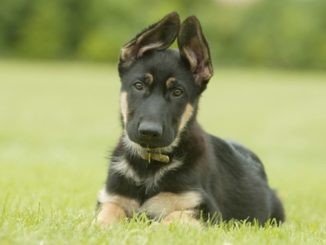 What Type Of German Shepherd Should You Own