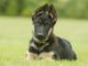What Type Of German Shepherd Should You Own