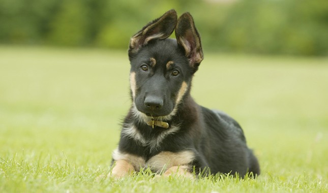 What Type Of German Shepherd Should You Own